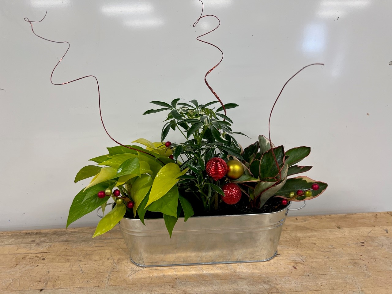 Holiday Houseplant Mixed Container.jpg